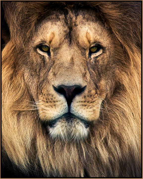 Lion Portrait | Shutterbug